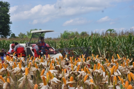 Kementerian Pertanian Kementan Pastikan Produksi Jagung Nasional Surplus