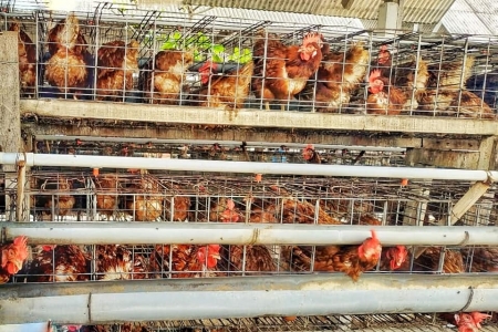 Kementerian Pertanian - Kementan Tingkatkan Daya Saing Peternak Ayam Petelur