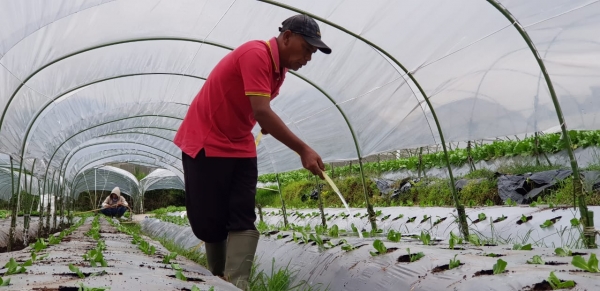 Kementerian Pertanian Awali Tahun 2019 Mentan Langsung Genjot Ekspor Sayuran