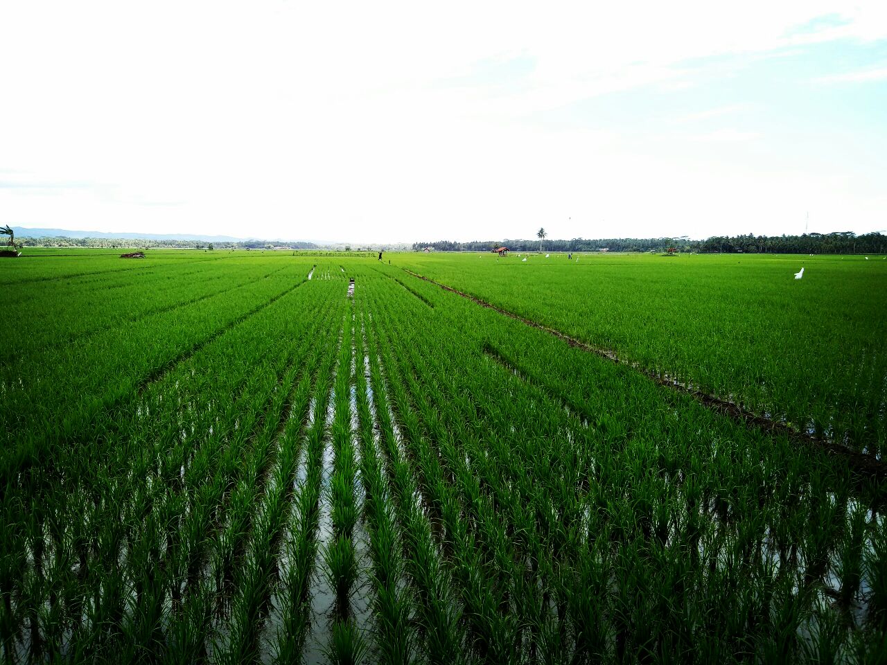 Kementerian Pertanian Produktivitas Panen Tinggi 